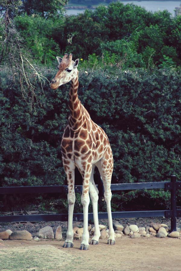 485601_10151449810381440_1482889390_n