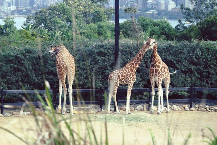 971109_10151449811291440_848518487_n