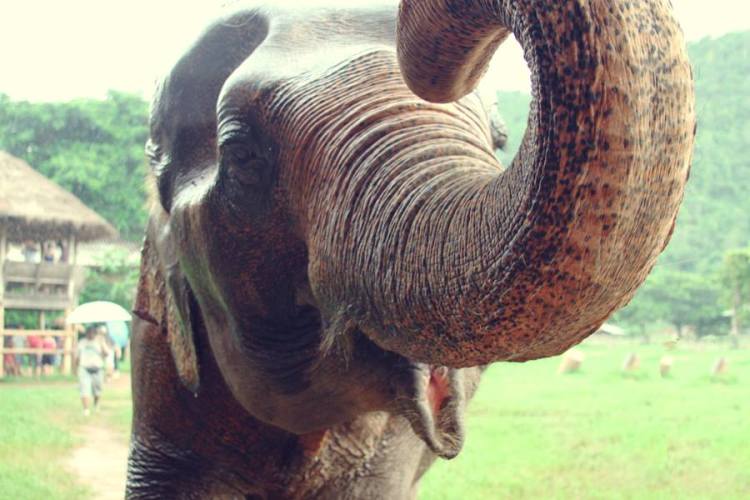 1157747_10151569019711440_872738087_n